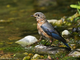 Eastern Bluebird - Female