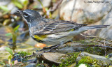 Yellow-rumped Warbler