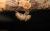 Cicada-Nymph---DSC_0422.jpg