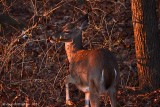 White-tailed Deer