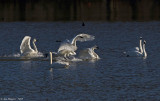 Tundra Swans