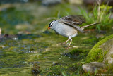 White-crowned Sparrow