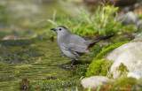 Gray Catbird