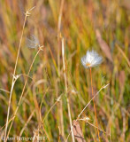 Bog Trail