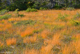 Bog Trail