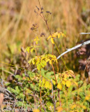 Bog Trail