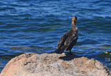 Double-crested Cormorants