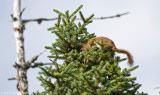 American Red Squirrel