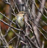 Yellow-rumped Warbler