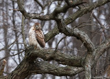 Red-tailed Hawk