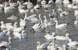 Snow Geese