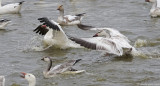 Snow Geese