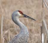 Sandhill Crane