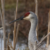 Sandhill Crane