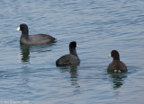 American Coots