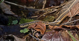 Eastern Garter Snake