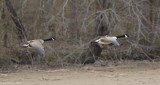 Canada Geese in Flight