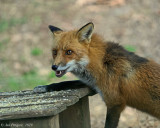 Red Fox