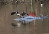 Canada Goose