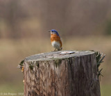 Eastern Bluebird - Male