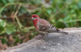 House Finch - Male