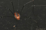 Daddy-longlegs (Harvestman)