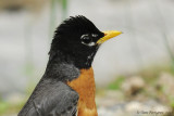 American Robin