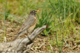 American Robin