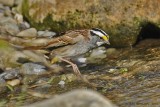 White-throated Sparrow