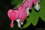 Bleeding Heart