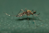 Asian Tiger Mosquito