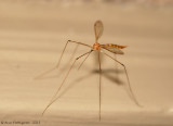 Crane Fly