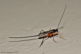 Ichneumon Wasp sp.