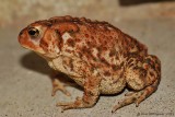 American Toad