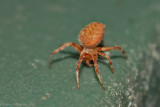 Orbweaver