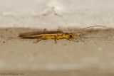 Stonefly sp.