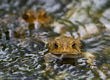 American Toads