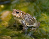 American Toad