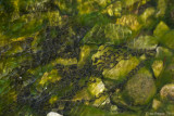 American Toad Eggs