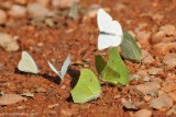 Yellow angled-sulphurs and Common Melwhites Puddling