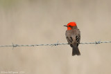 Vermillion Flycatcher