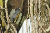 Gartered Trogon - Female