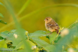 White-collared Seedeater - Female