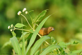 White-collared Seedeater - Female