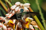 White-necked Jacobin