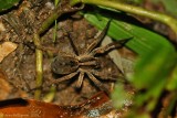 Wolf Spider