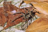 Wolf Spider