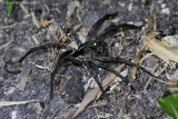 Wolf Spider