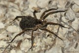 Wolf Spider with Hatclings