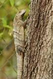 Black Spiny-tailed Iguana